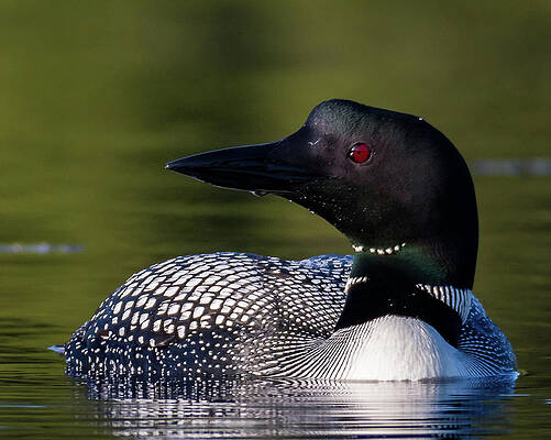 Loon Close Up by Darryl Hendricks Loon Close Up by Darryl Hendricks