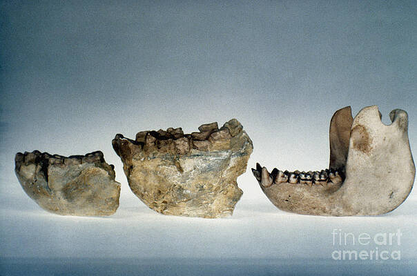 Wall Art - Photograph - Lower Jawbones by Granger