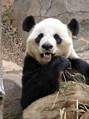 Lum Lum Panda by Jim Stephens