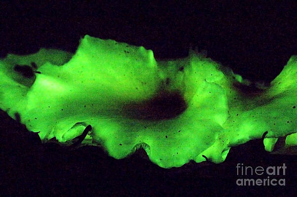 Wall Art - Photograph - Luminous Fungi 1 Of 2 by B. G. Thomson