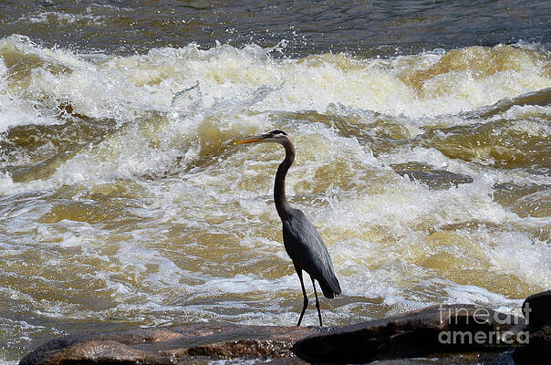 Lunch in the James River 2 by Afroditi Katsikis Lunch in the James River 2 by Afroditi Katsikis