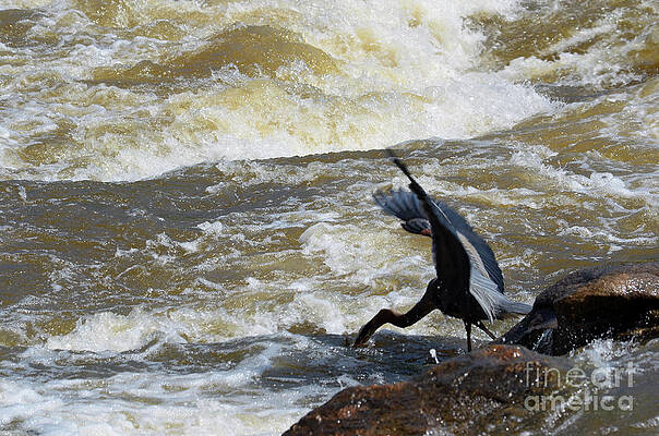 Lunch in the James River 6 by Afroditi Katsikis Lunch in the James River 6 by Afroditi Katsikis