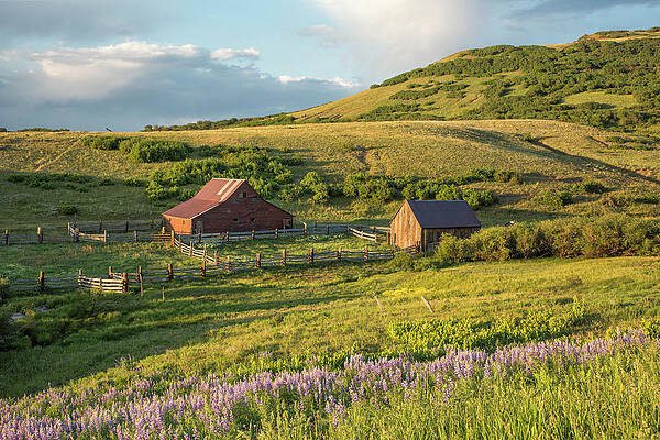 Wall Art - Photograph - Lupine In The Field by Denise Bush