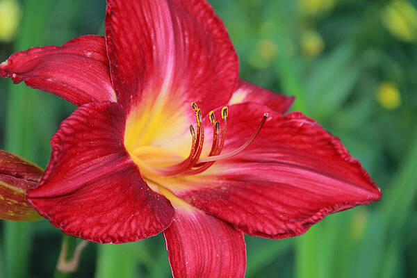 Wall Art - Photograph - Macro Image of Red Daylily by Angela Murdock