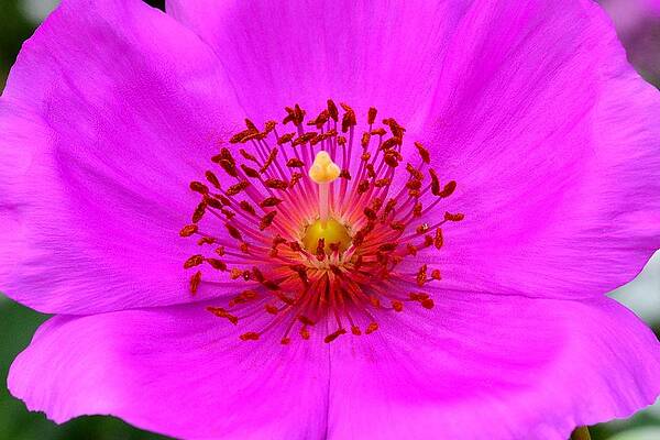 Wall Art - Photograph - Magic Magenta - Calandrinia by KJ Swan