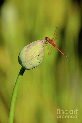 Wall Art - Photograph - Magical Red Mosquitohawk by Sabrina L Ryan
