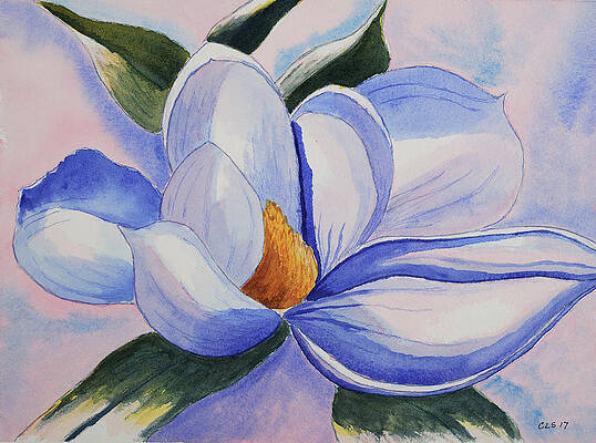 Magnolia Blossom at Dawn by Cynthia Schoeppel