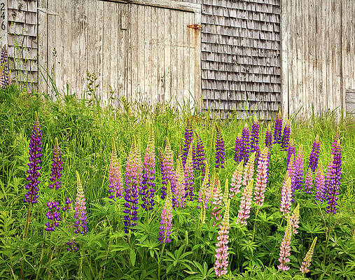 Maine Lupines and Weathered Cedar Shakes by John Vose Maine Lupines and Weathered Cedar Shakes by John Vose
