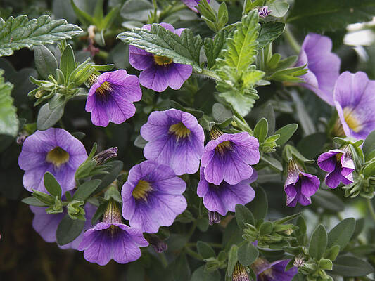 Mallow by Larry Capra Mallow by Larry Capra