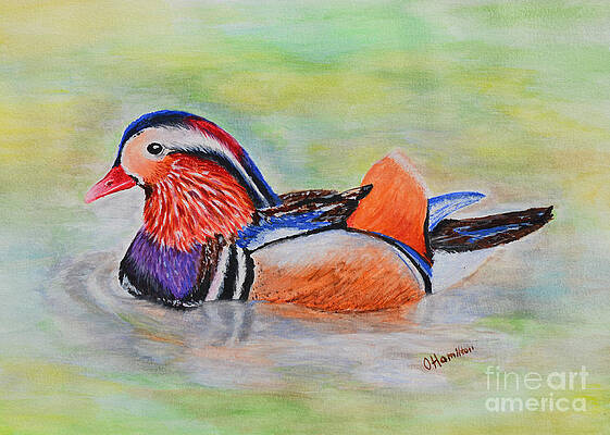 Mandarin Ducks Paintings Fine Art America