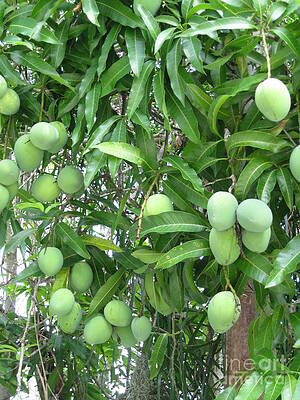 Mango Tree Paintings Pixels