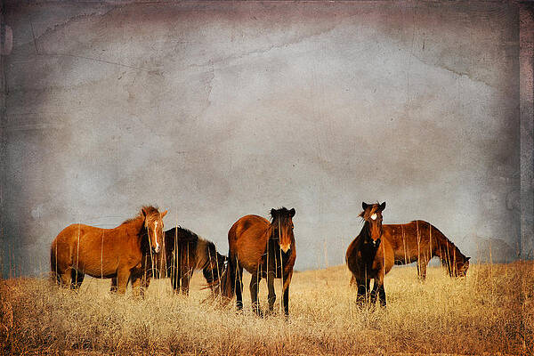 Wall Art - Photograph - Meeting by Joye Ardyn Durham