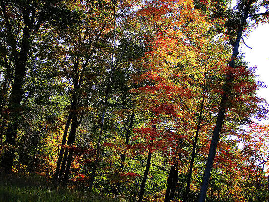 Wall Art - Photograph - Michigan Fall Colors 10 by Scott Hovind