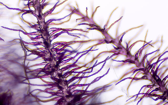 Microscopic Grass Stalk by Kenneth Albin Microscopic Grass Stalk by Kenneth Albin