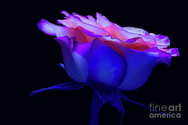 Midnight Rose by David Perry Lawrence Midnight Rose by David Perry Lawrence