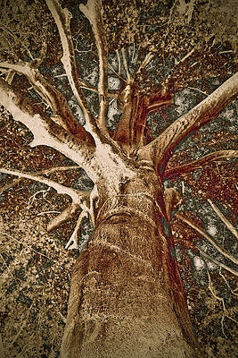 Wall Art - Painting - Mighty Tree by Frank Tschakert
