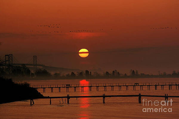 Migration by David Colburn