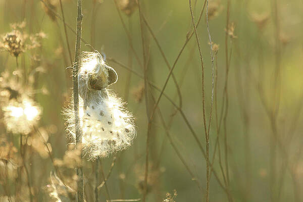 Wall Art - Photograph - Milkweed in Afternoon Sun Color Landscape by Joni Eskridge