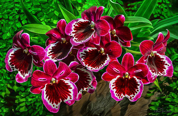 Miltoniopsis Orchids by Brian Tada Miltoniopsis Orchids by Brian Tada