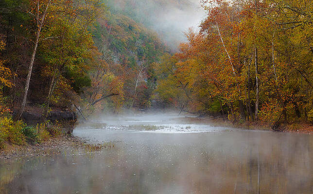 Wall Art - Photograph - Misty Buffalo Morning by Jonas Wingfield
