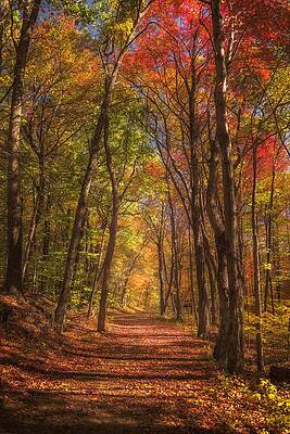 Wall Art - Photograph - Mohawk Forest Path by Kim Carpentier