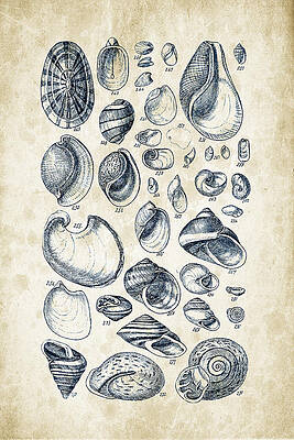 Wall Art - Digital Art - Mollusks - 1842 - 13 by Aged Pixel