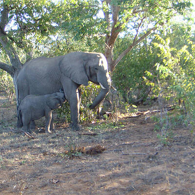 Wall Art - Photograph - Mom and Baby Elephant by Karen Zuk Rosenblatt
