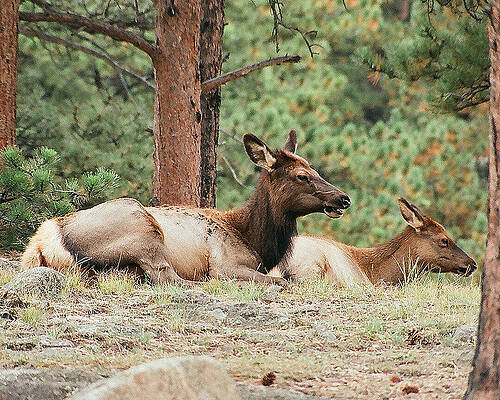 Mom and Kids Taking a Nap by Bob W Brown