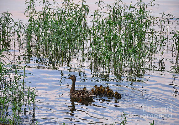 Momma and Babies by Wanda-Lynn Searles Momma and Babies by Wanda-Lynn Searles