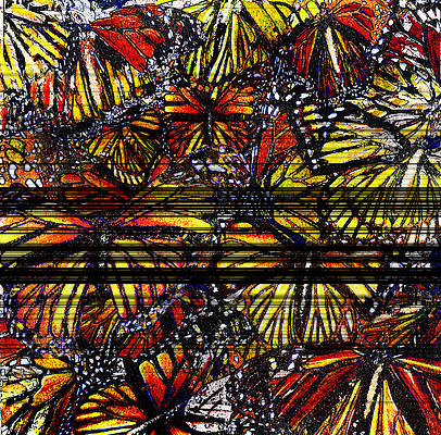 Monarch Butterflies by Danielle Criswell