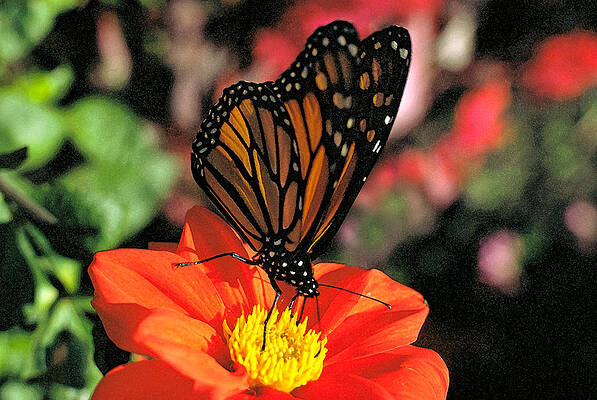 Monarch Butterfly Number Two by Thomas Firak Monarch Butterfly Number Two by Thomas Firak