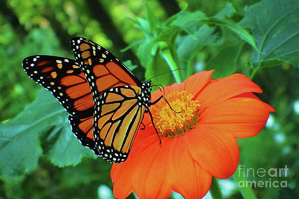 Monarch on Mexican Sunflower by Nicole Angell Monarch on Mexican Sunflower by Nicole Angell