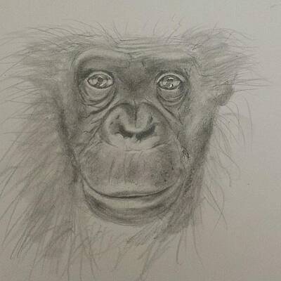 Monkey Face Drawings Fine Art America