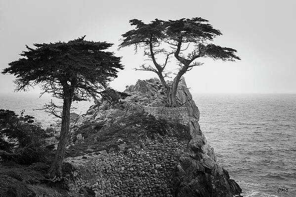 lone cypress mock turtleneck