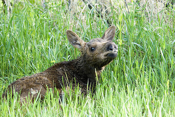 Moose Baby by Gary Beeler Moose Baby by Gary Beeler