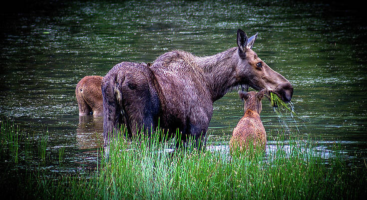 Wall Art - Photograph - Moose family by Thomas Nay