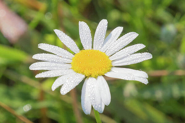 Wall Art - Photograph - Morning Dew by John Benedict