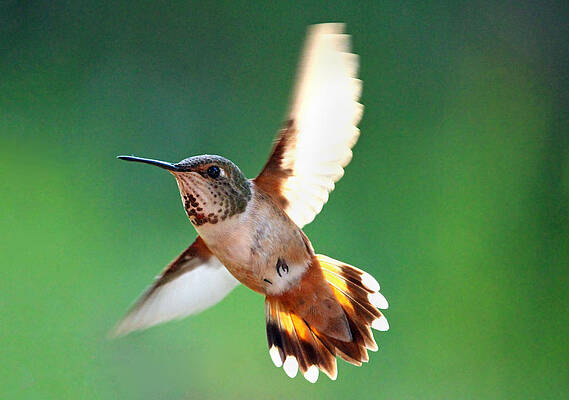 MORNING FLIGHT by Rory Siegel MORNING FLIGHT by Rory Siegel