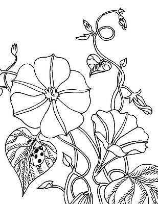 Morning Glory Flowers Drawings Fine Art America Here you can explore hq morning glory flower transparent illustrations, icons and clipart with filter setting like size, type, color etc. morning glory flowers drawings fine