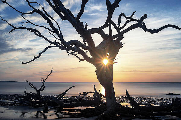 Morning Star by Aaron Morgan