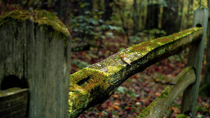  Photograph - Moss Covered Fence by Jessie Henry