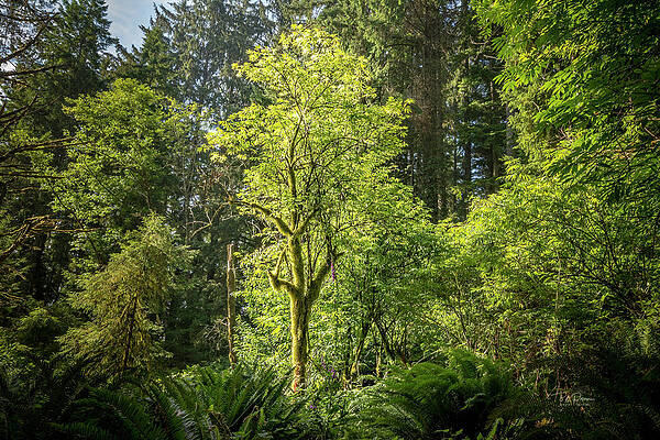 Wall Art - Photograph - Moss Tree by Bill Posner