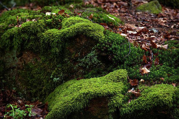 Wall Art - Photograph - Mossy Rocks in Spring Woods by Jenny Rainbow