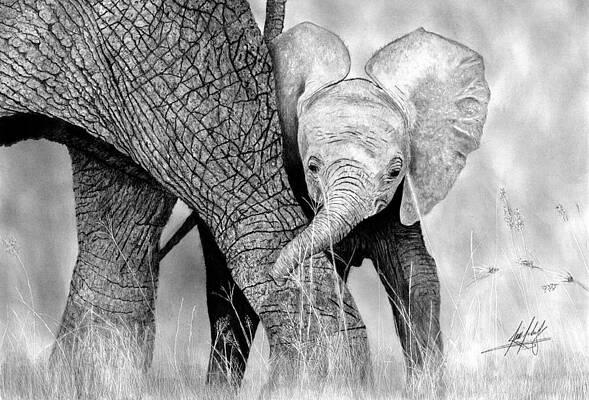 Wall Art - Drawing - Mother and Baby Elephant by James Schultz