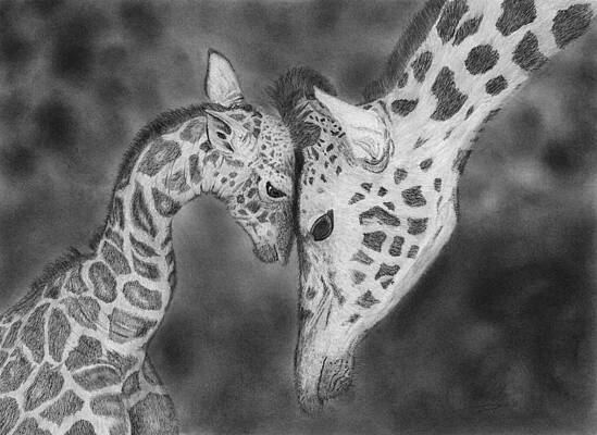 Mother And Baby Animals Drawings - Fine Art America