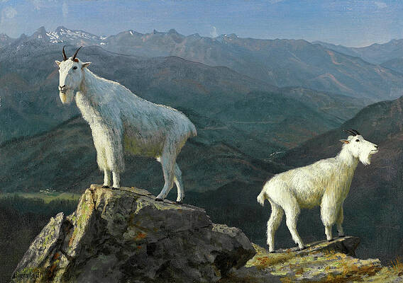 Mountain Goats Print by Albert Bierstadt