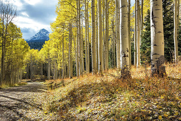 Wall Art - Photograph - Mountain Highlights by Denise Bush