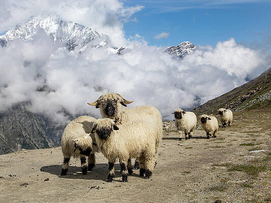 Mountain Sheep by Richard Greswell Mountain Sheep by Richard Greswell
