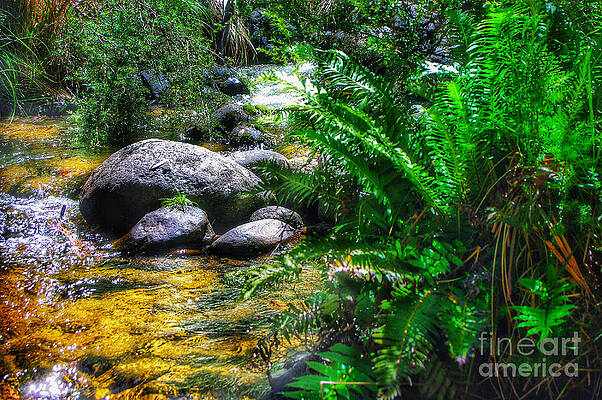 Mountain Stream by Blair Stuart Mountain Stream by Blair Stuart