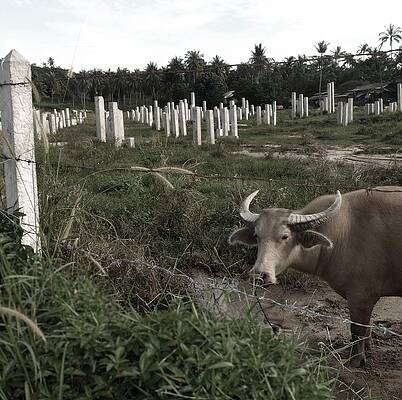 Wall Art - Photograph - Mourning in the Palm-Tree Graveyard by Steven Robiner